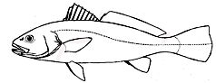 familia Scienidae_claves